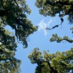 Tall native trees reaching skyward — established and enduring