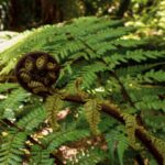 Native NZ fern frond unfurling — growth and new beginnings